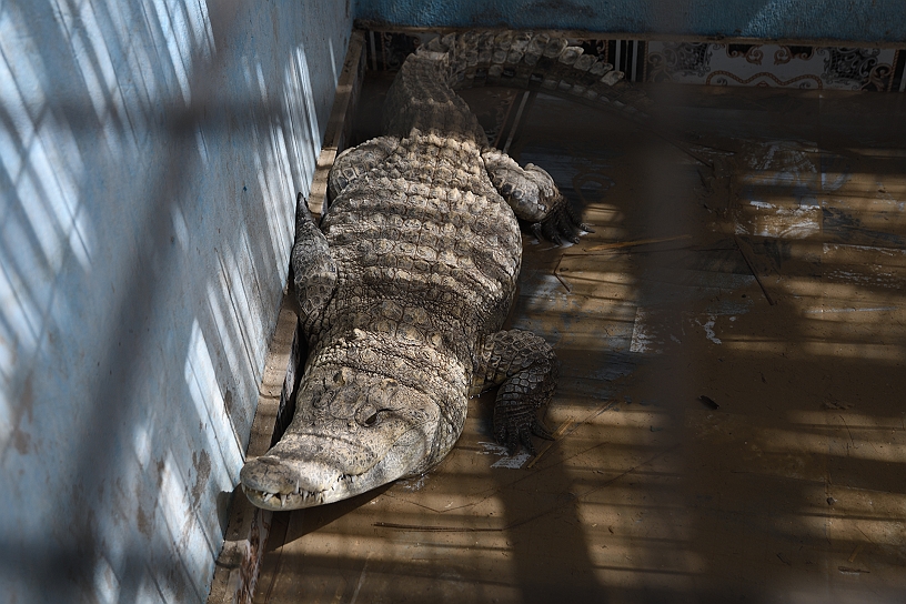 44 MAK_6658.jpg - Nel Nilo dovrebbero esserci i coccodrilli, l'unico che abbiamo visto è questo che sembra più un animale da compagnia. Meglio non approfondire.